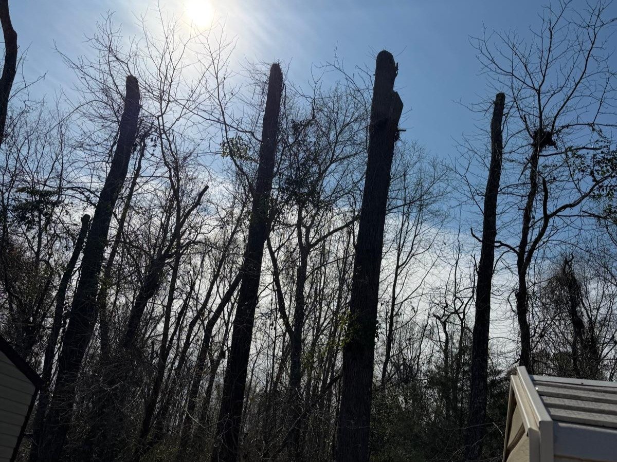 El Costeño Tree Service LLC